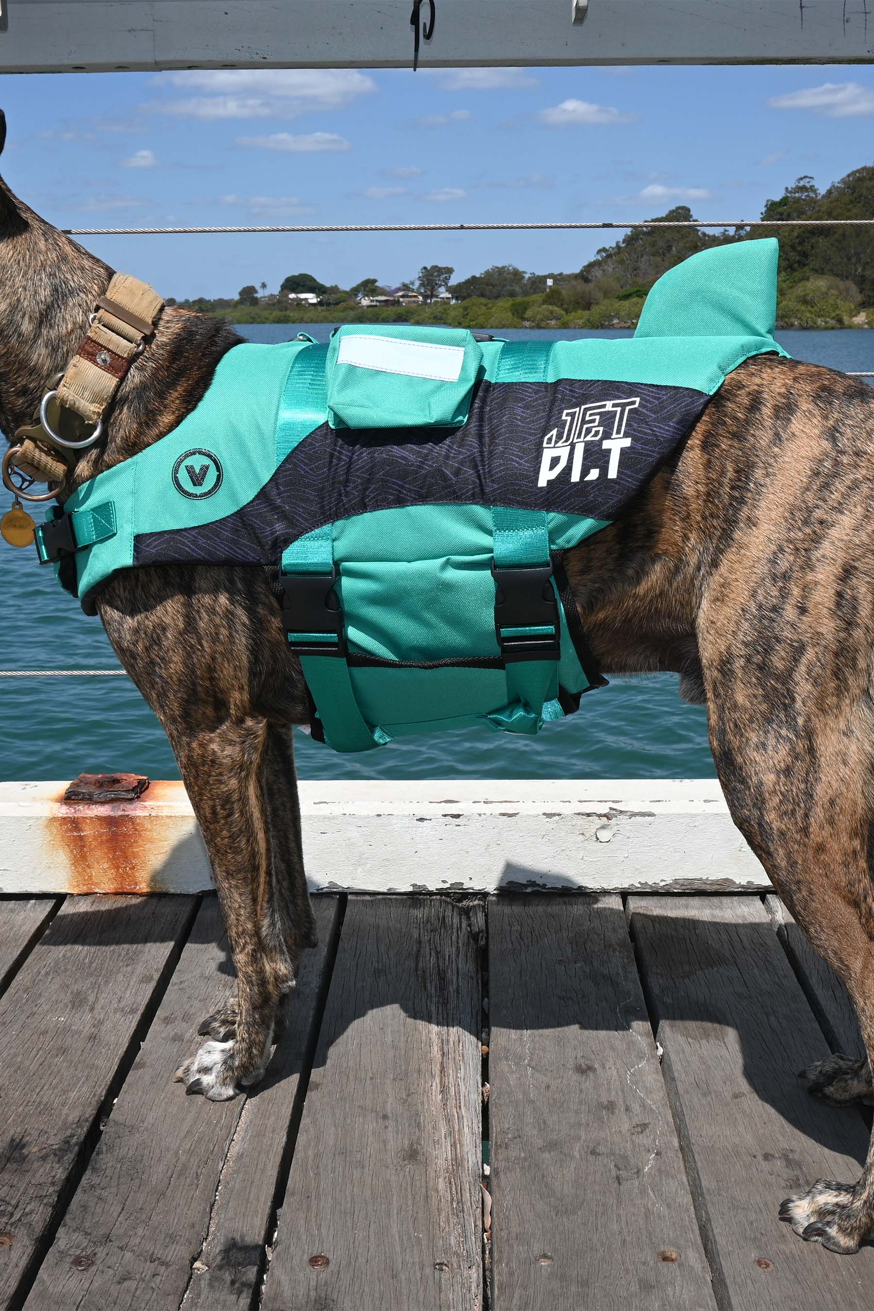 Jetpilot Venture Dog Pfd Life Jacket - Teal - Image 3