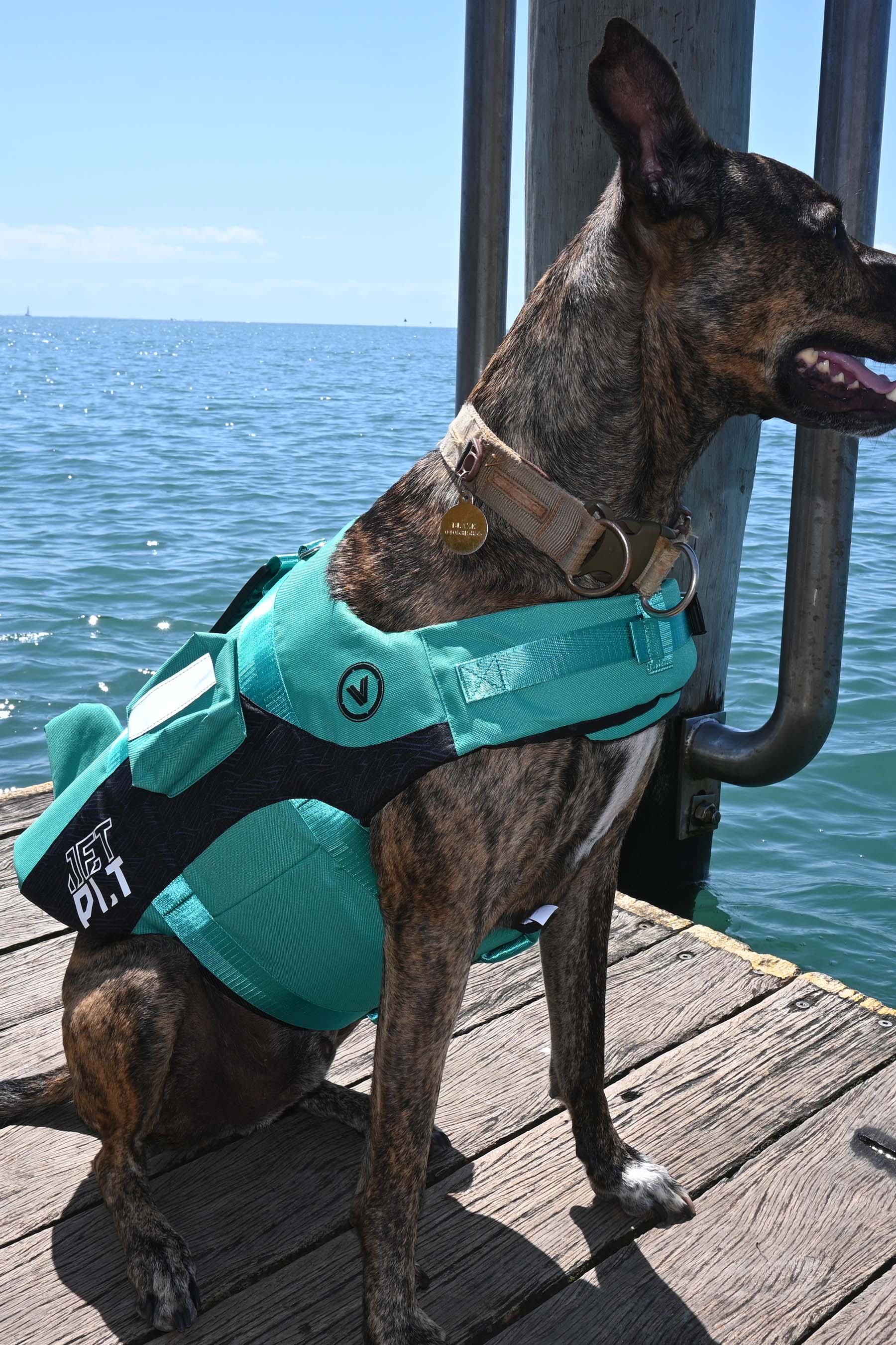 Jetpilot Venture Dog Pfd Life Jacket - Teal - Image 4